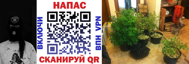 Бошки марихуана White Widow  купить  цена  Кувшиново 